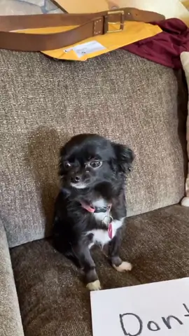 Karen Puddin 😩😂 #foryou #foryoupage #feature #featureme #pets #dogs #tiktok #MobileGame