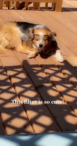 #moodflip #MobileGame #newfitfeelin #foryoupage #dogsoftiktok #fyp #fypシ