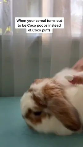 Coco said he’s sorry #fyp #foryoupage #xzybca #pet #petroutine #bunny #viral #moodflip