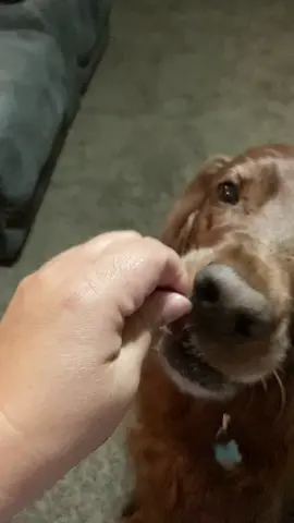 #fyp #PetsOfTikTok
