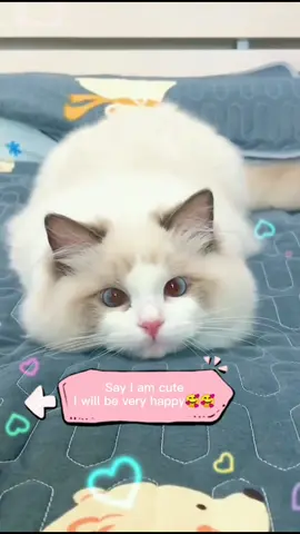 Let's shake it!😎😎😎#cat #catsoftiktok #catlover #fyp #foryou #cutecat
