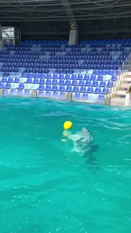 Someone sign him 😂🐬 IG: anna__chulkova_ #dolphin #animal #fyp #football