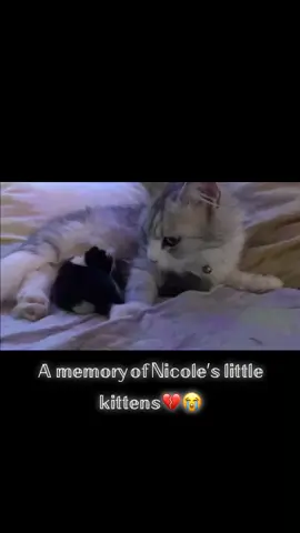 𝕀𝕗 𝕪𝕠𝕦 𝕤𝕔𝕣𝕠𝕝𝕝, 𝕪𝕠𝕦 𝕨𝕚𝕝𝕝 𝕕𝕚𝕖💔🔫#fyp #mycats #mykittens #bulgaria #slovenia #turkey #like #followeme #mygril #america