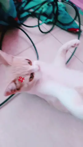 #gatoenojado mi canelito preciosos lo  amoo 🥰🥰😂😂😂😂😂 #canloenojado #gatoenojado