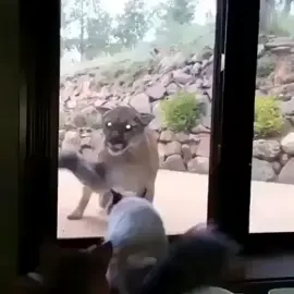 What would you do if you came into your living room and saw this through the window? 🐈#survivalpatriots #Survival #fyp #foryou