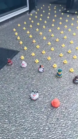I did the best with what I had @ironsanctuary ....I’ll be back...with more duckies...
