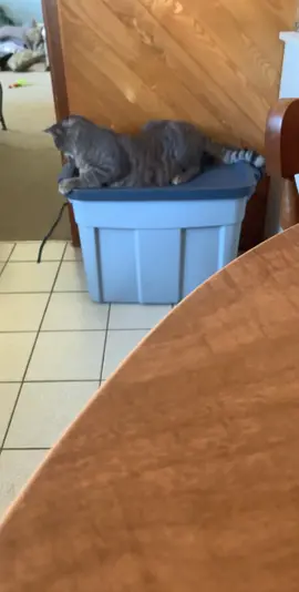 LMAO NO WAY #fail #funny #foryou #fyp #cat