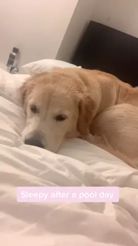 Little nugget got tired #dogsoftiktok #fyp