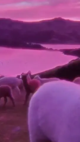 Llamas 🦙💗 #foryou #llama #stepintolove #HurtMyFeelings #SongOfTheSummer #SongOfTheSummer #moodflip #aesthetics