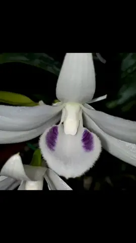 5ctpt nở cực đẹp(cựa trắng tinh)#5ctpt #hoalan5ct #hoalandep