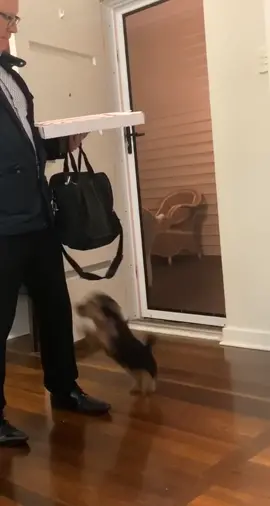 Chaos in 20 seconds 🙃 #fyp #xyzbca #foru #verifylilstace #foryoupage #dad #viral #dadsoftiktok #dog #viralvideo
