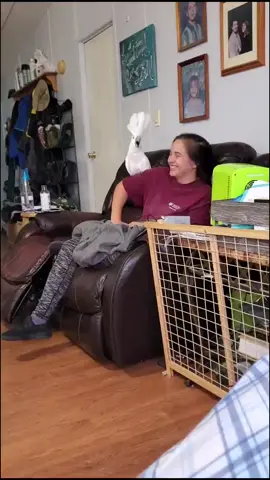 Never let your human be louder than you #cockatoo