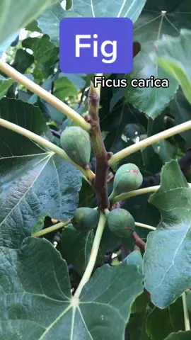 Figs - you can eat the whole fruit, skins and seeds #tiktokpartner #LearnOnTikTok #fruitenergy #healthyliving #fig