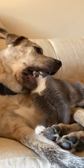 MÖNCH #dogandcatfight #catfight #catsoftiktok #WAP #catsoftiktok