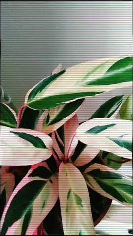 O glamour da Maranta Trifasciata Tricolor. #tiktokgarden #maranta #tricolor #jardim #Love