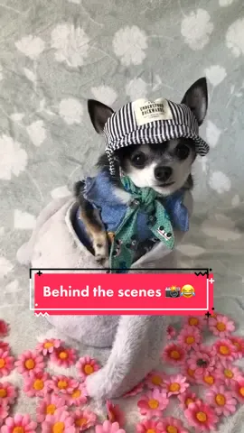 Behind the scenes 😂📸 #chihuahuapeanut #PetsOfTikTok #dogsoftiktok #thechihuahuapeanut #luxembourg #cutechihuahua #behindthescenes #dog #dogs #pet