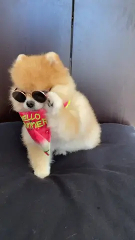 Can you resist this cuteness? #dog #pomeranian #petlife #petvlog #summervibes #cuteanimals #fyp