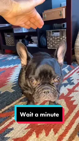 Aww he’s one patient little pig 🐷 #patchallenge #dogreaction #petchallenge #frenchie #frenchie