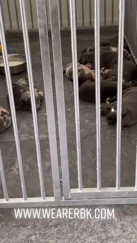 Afternoon NAP#Summer #tigers #bullybreed #bullyxl #goodlife #puppy #bullyontiktok #hot