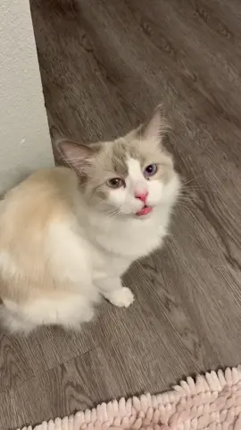 I finally caught Lady's meow on camera