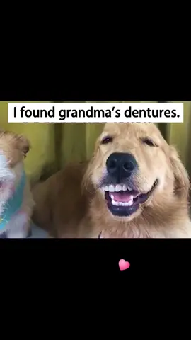Where do you say grandma's dentures are?#dog #dogs #dogsofttiktok #fuuny #fyp #foryou #foryoupage