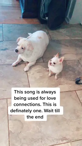 Love at first sight wait till the end. #dogsoftiktok #PetsOfTikTok #chihuahua #bestbuddies #PerfectAsIAm #stepintolove #SuperlativeSmiles #fyp