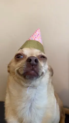 Gracie is a huge fan of Fan art 😂 this one is her personal favorite. #dog #fanart #SoAwkward #tiktokpets