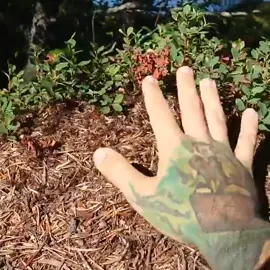 Dude really put his hand on top of an ant hill...🐜😳 @@dino.tomic #4you #fyp #4u