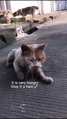 Do you hate me?can I have A little food and ♥️,did you put？#cat #animalsurvival #petlover #dog #foryou