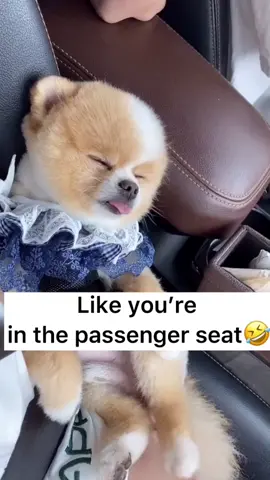 Cute!!!😍#tiktok #cute #pets #dog#foryou