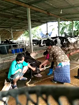กำลังใจเพี๊ยบ!เอา!123อื๊ด... เอา!อึ๊ด...#ฟาร์มวัวนมเล็กๆของฉัน#วัวนม