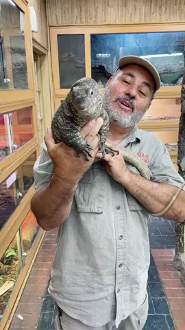 Not a lizard you see everyday! #LearnOnTikTok #tiktokpartner #animalsoftiktok