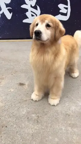 So cute ❤️❤️😍😘#goldenretriever #foryoupage #fyp