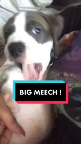 #greenscreenvideo #fyp #dogsoftiktok #dog #foryoupage