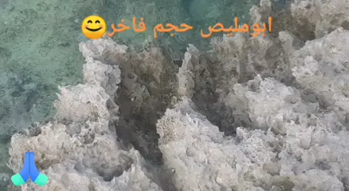 ابومليص حجم فاخر جزيرة فرسان 😊🙏#هامور #جلب #بياض #بياض_قز #جزيرة_فرسان #جزيرة #رحلة #fishing #البحر_الأحمر #صيد_سمك #بحر #ابومليص #كسارة
