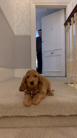 Little Leo. #london #cockerspaniel #fyp #puppy #pricelesswave