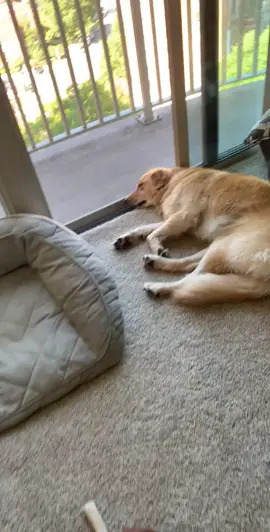 Just tying to nap over here #dogsoftiktok #goldenretriever