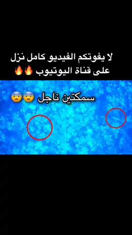 رابط القناة في البروفايل😍 #بحر_و_جلب #السعوديه #ينبع #اكسبلور #اكسبلور #tiktokar #foryourpage #fyp #viral