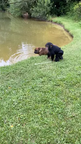 Just a boy and his dog #bulldog #chimp #chimpbrothers #cute #oddcouple #oddcouplecheck #naturevibes #thisisbliss #mybff #lovelyday