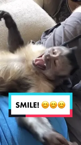 Remember to smile today 😊☺️😋 @katyperry #george #monkey #smile #makesomeonesmile #ItStartsOnTikTok