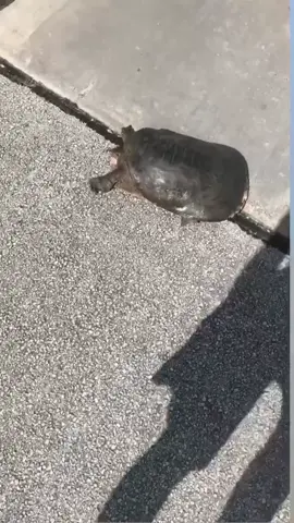 As soon as the video cut he SPRINTED back to the pond! 😂 #Turtle #Animals #ForYou #ForYouPage #FYP