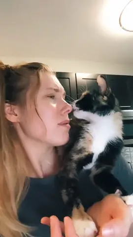 cutie is pain. #cat #kitten