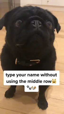 Daisy= iy🙊 credits: @harleyagsd #fyp #stopunfollowing #dogs #getmeto100k #daisytroop