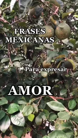 Aprendiendo vocabulario mexicano con mucho amor