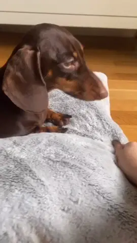 С кроватки на завтрак 😄 Inst: chapi_tosya 🌸 #чапитося #доброеутро #tiktokdogs