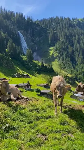 Beautiful day in the Swiss mountains 🇨🇭🏔 Tag someone you want to bring here 🐮 #switzerland #cow