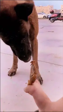 It's funny now🤣🤣🤣#dog #pet #funny #dogsofttiktok #fyp #puppy