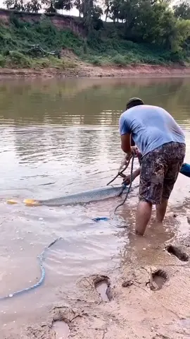 #brazosriver #fishing #bigfish #pesca #rio #fyp #tiktok #viralvideos #tiktokdance