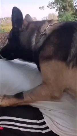 Did I do it wrong? #dog #straydog #fyp