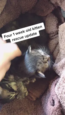 Update on the four kittens I rescued. They are happy, healthy, and thriving! I can’t say the same for me...but I’ll sleep when I’m dead #rescue #fyp